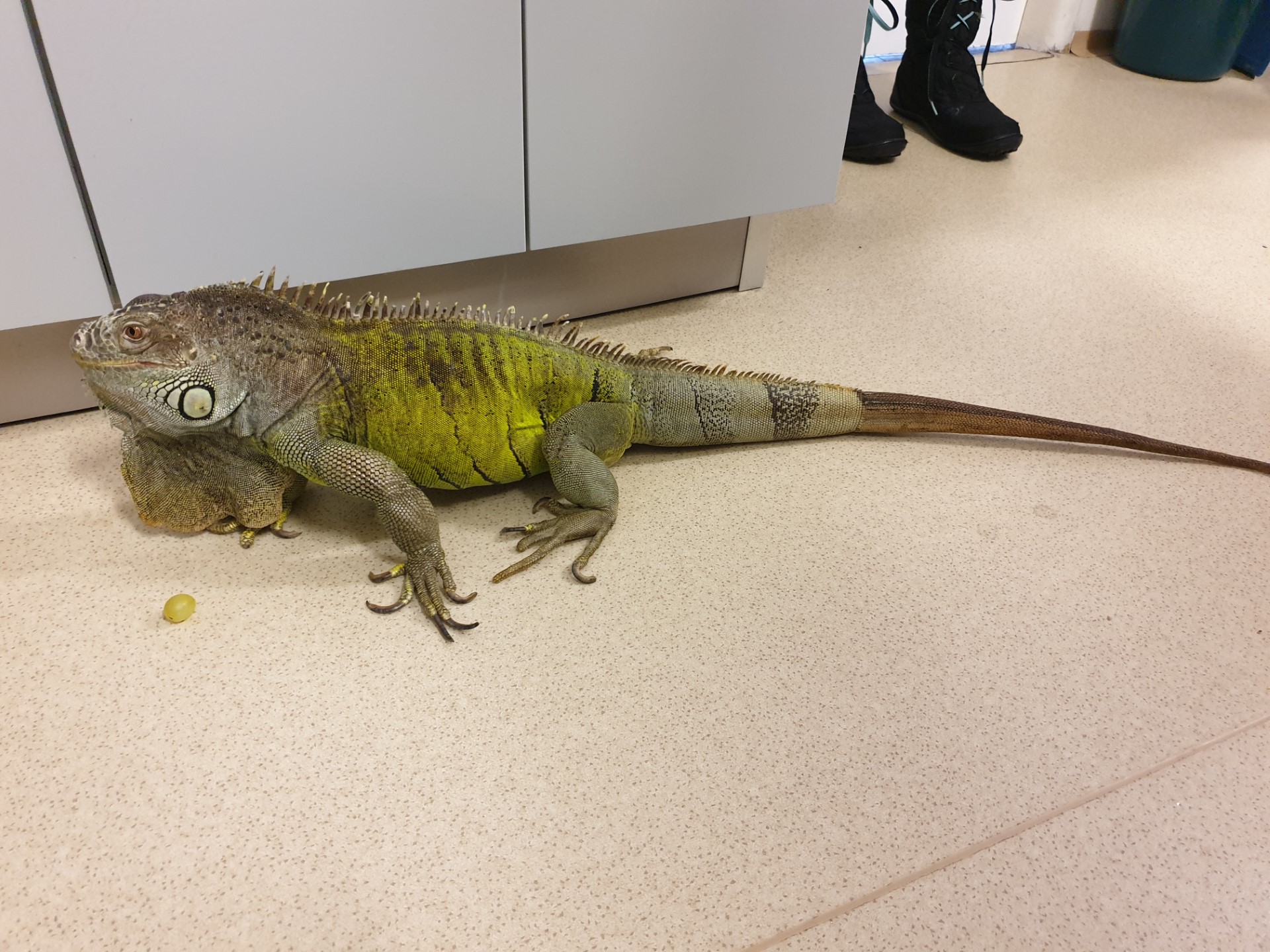 Hodina přírodopisu